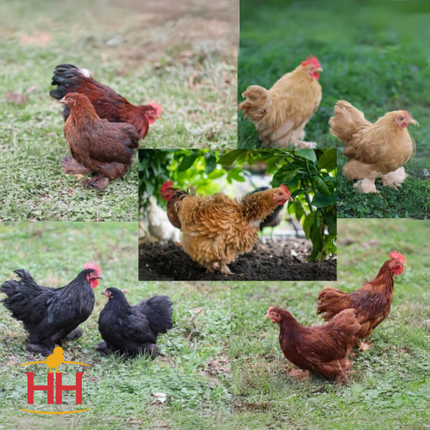 Picture of Assorted Cochin Bantams- Straight Run