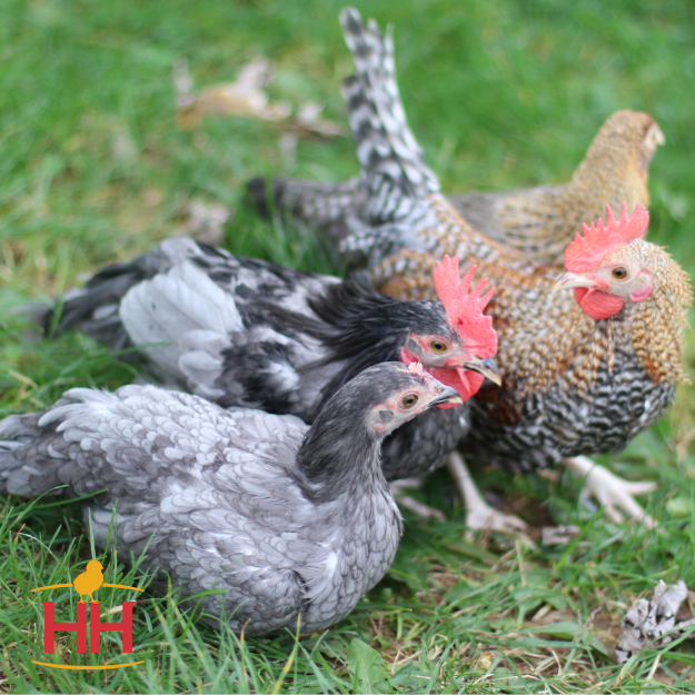 Picture of Assorted Old English Bantams- Straight Run