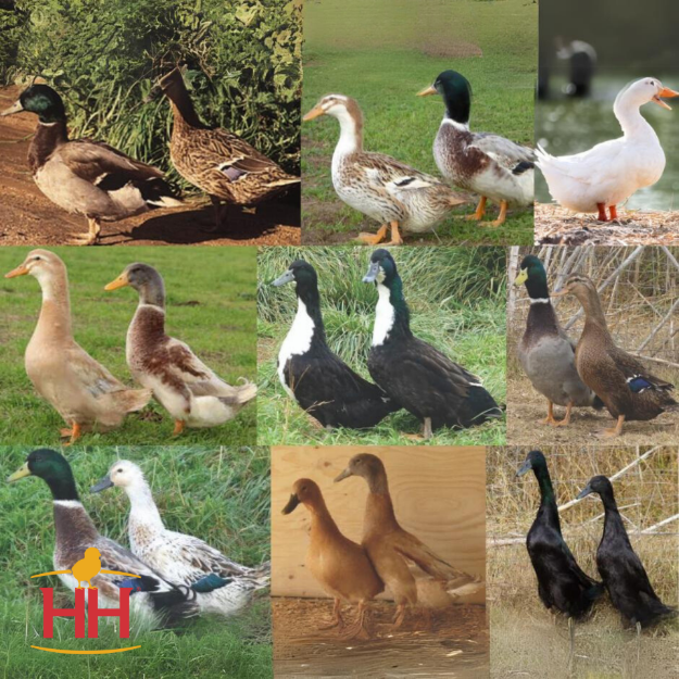 Picture of Assorted Ducks- Straight Run