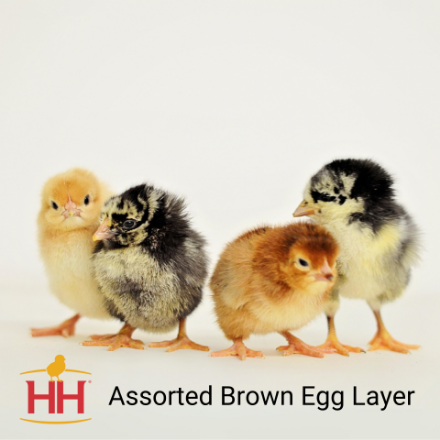 Picture of Assorted Brown Egg Layer