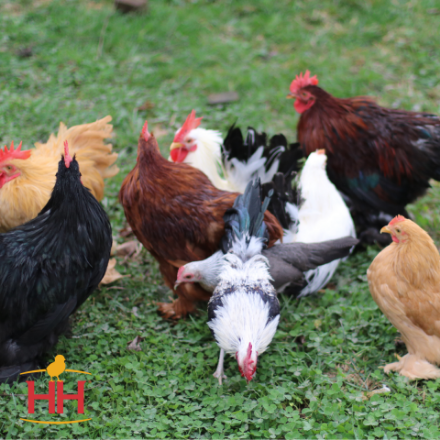 Picture of Assorted Bantams- Straight Run