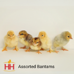 Picture of Assorted Bantams- Straight Run