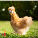 Picture of Buff Silkie Bantam- Straight Run