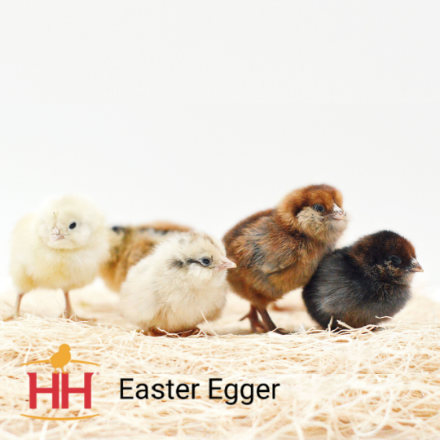 Picture of Easter Egger