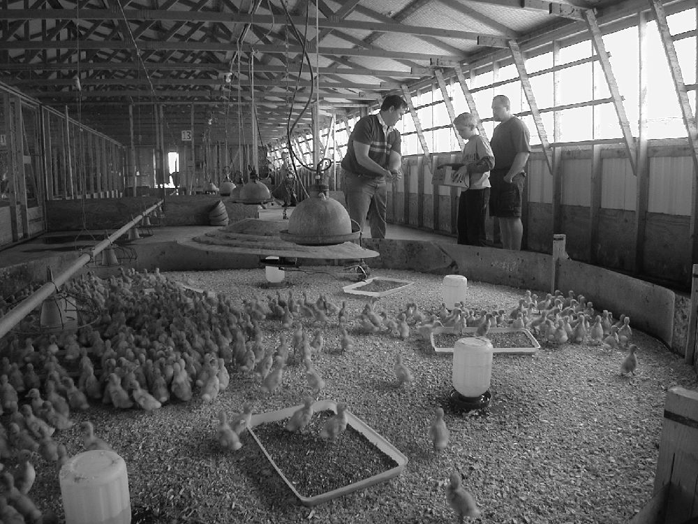 chickens in a barn